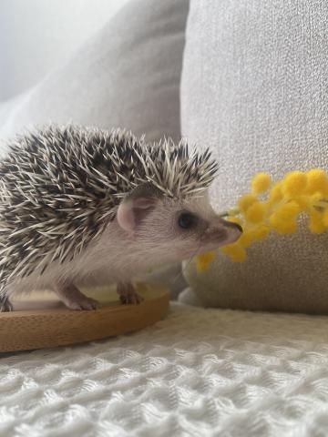 ヨツユビハリネズミ