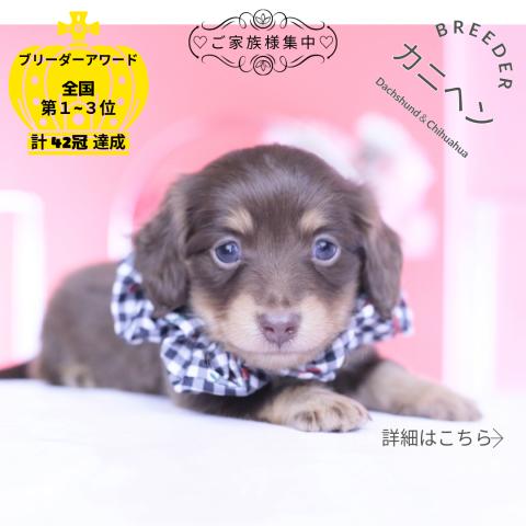 カニヘンダックスフンド ロング