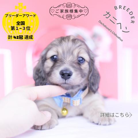 カニヘンダックスフンド ロング