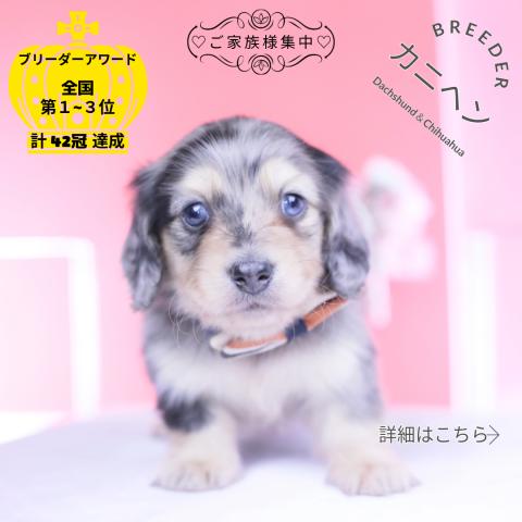 カニヘンダックスフンド　ロング