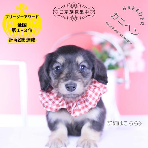 カニヘンダックスフンド ロング