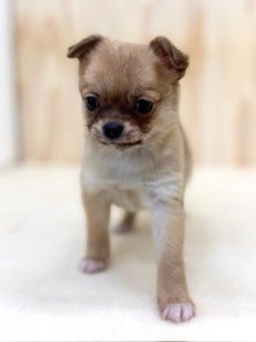 チワワ(ロングコート)