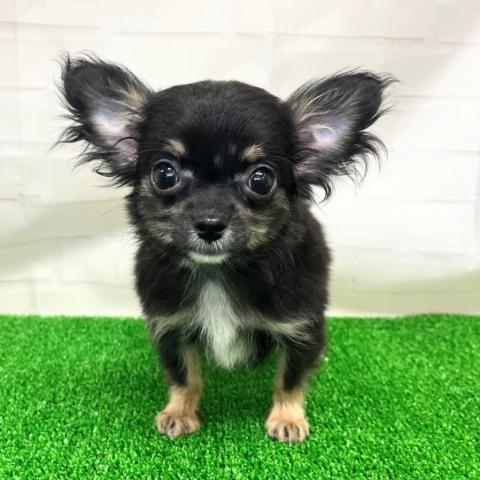 チワワ(ロングコート)