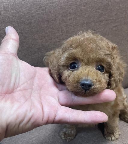 トイプードルプードルフェア開催中💕タイニーサイズの可愛い子💕総額168,000円💕卸プライスでお迎えできます💕