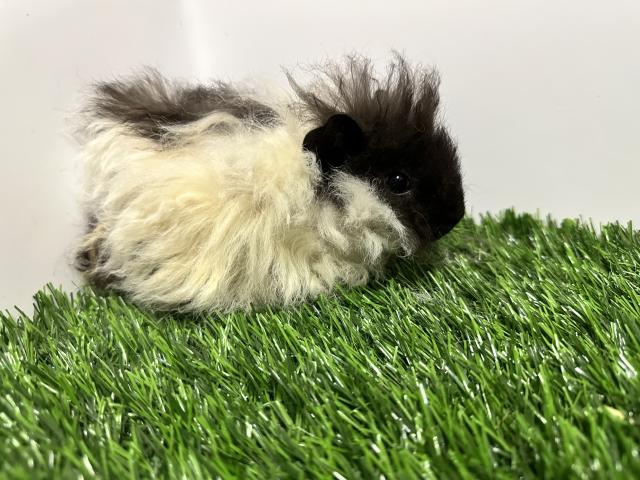 天使のモルモット(テッセル)