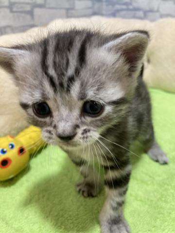 アメリカンショートヘアー