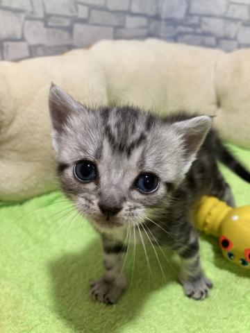 アメリカンショートヘアー