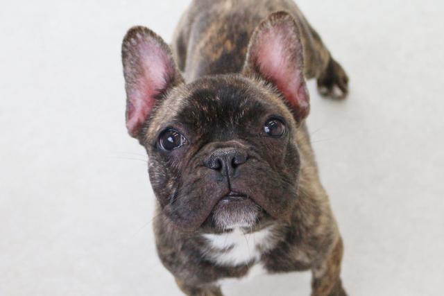 フレンチブルドッグ