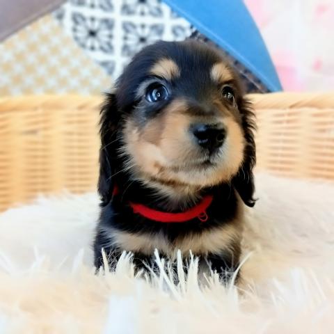 ミニチュアダックスフンド