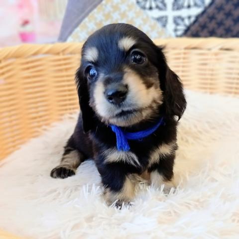 ミニチュアダックスフンド