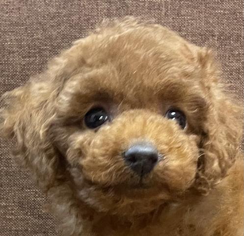 トイプードルプードルフェア開催中💕タイニーサイズの可愛い子💕総額168,000円💕卸プライスでお迎えできます💕