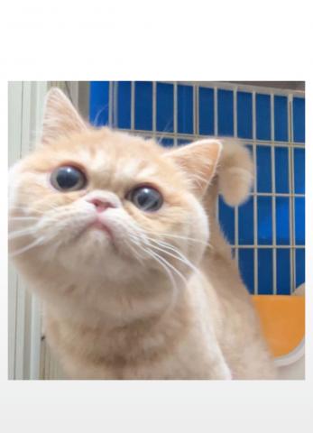 エキゾチックショートヘアー