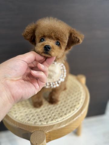 トイプードル🌺Laki🌺