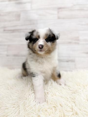 シェットランドシープドッグ