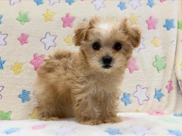 MIXチワワ×トイプードル