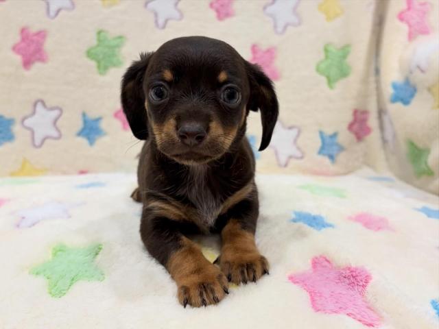 MIXチワワ×ミニチュアダックス