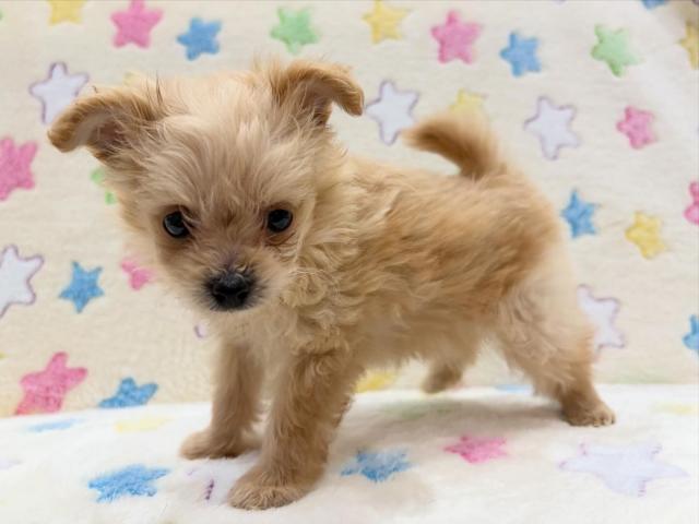 MIXポメラニアン×トイプードル