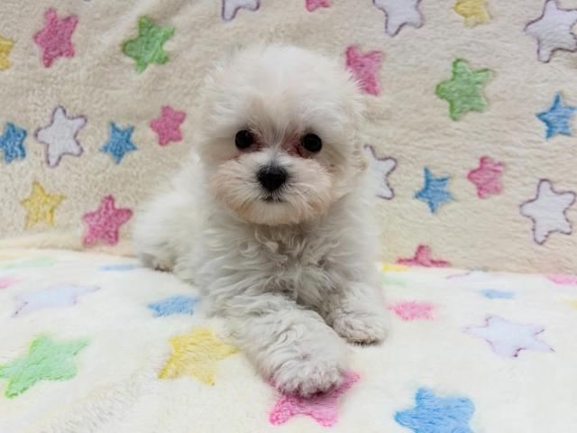 MIXマルチーズ×トイプードル