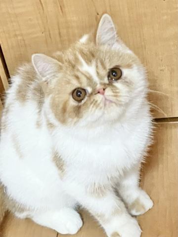 エキゾチックショートヘアー