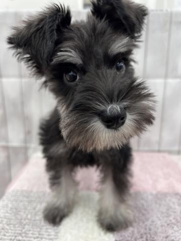 ミニチュアシュナウザー