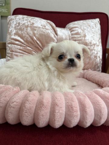 チワワ（ロングコート）