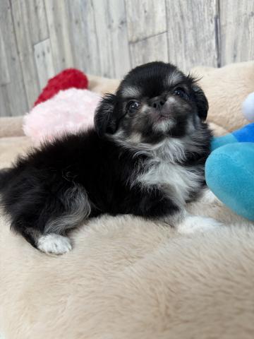 チワワ（ロングコート）