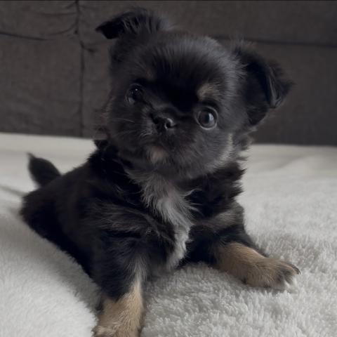 チワワ(ロングコート)