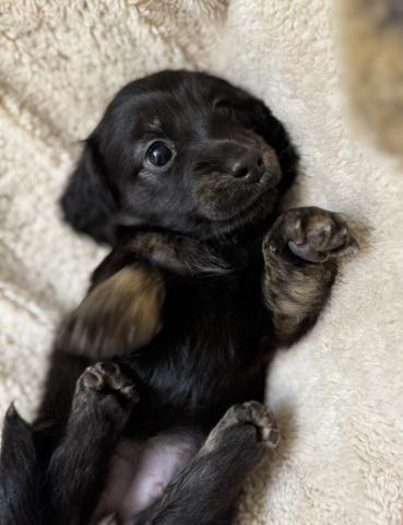 ミニチュアダックスフンド