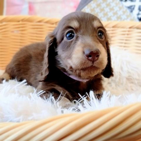 ミニチュアダックスフンド