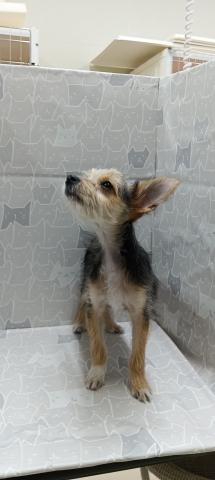 チワワ×ヨーキー