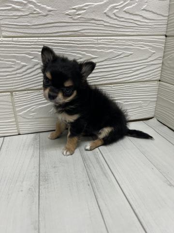 チワワ（ロングコート）