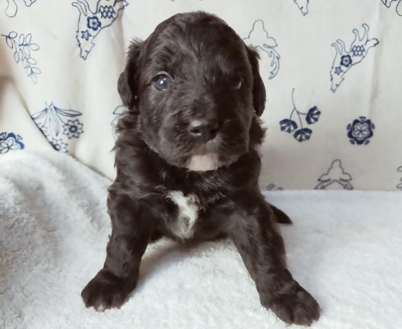 MIXボードゥードル:レイ