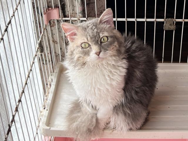 セルカークレックス