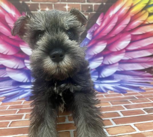 ミニチュアシュナウザー