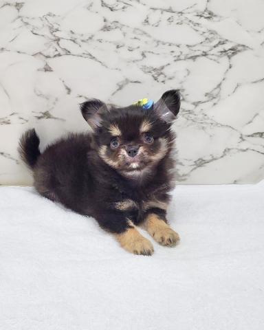 チワワ(ロングコート)