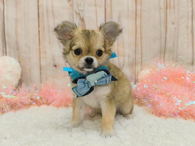 チワワ（ロングコート）