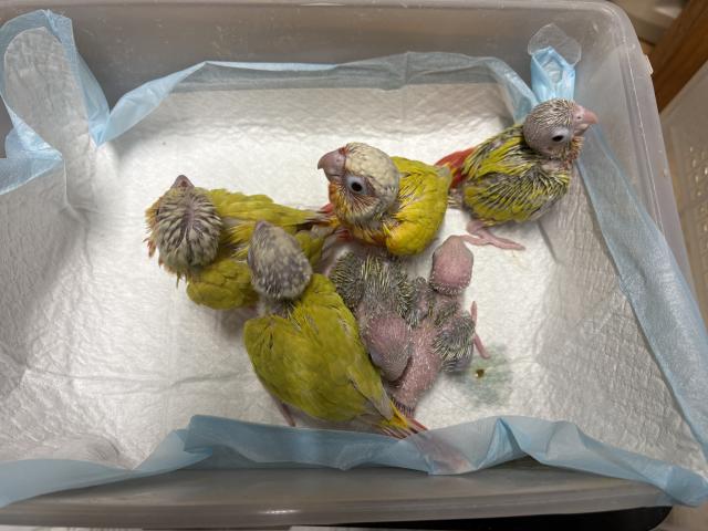 ウロコインコサンチーク