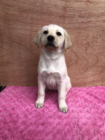 ラブラドールレトリーバー