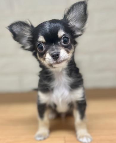 チワワ(ロングコート)