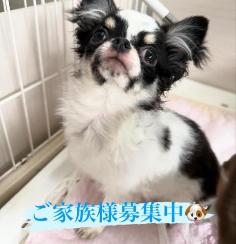 チワワ（ロングコート）