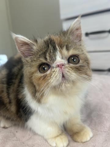 エキゾチックショートヘアー