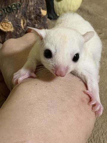 リューシスティック