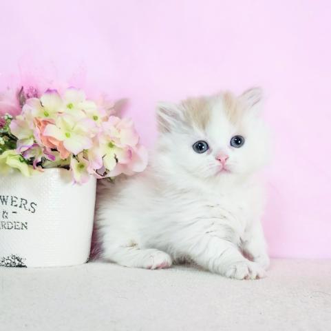 ミヌエット（旧ナポレオン）