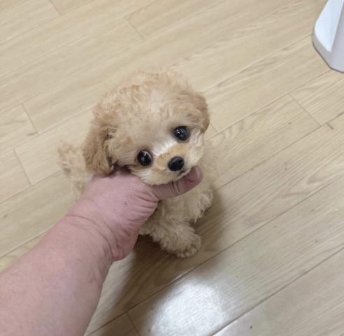 トイプードル❤️物凄い可愛いベビーです❤️