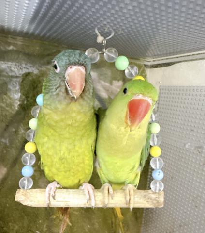 オオホンセイインコ
