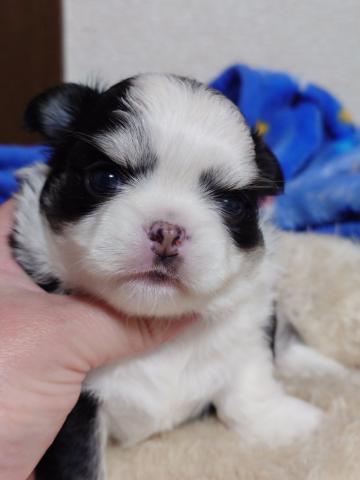 チワワ（ロングコート）