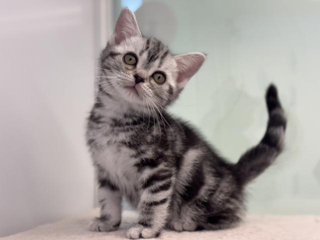 アメリカンショートヘアー