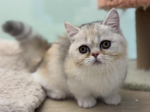 ミヌエット(旧ナポレオン)