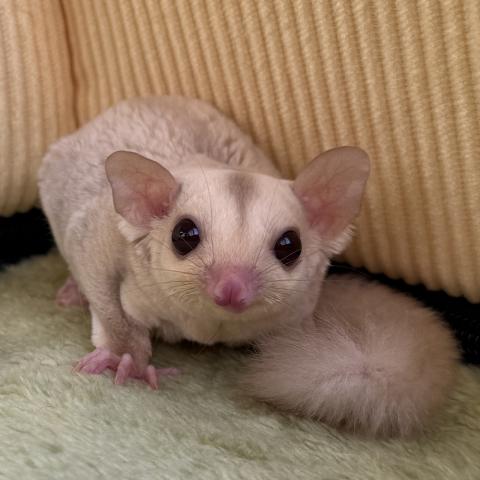 フクロモモンガ クリミノ