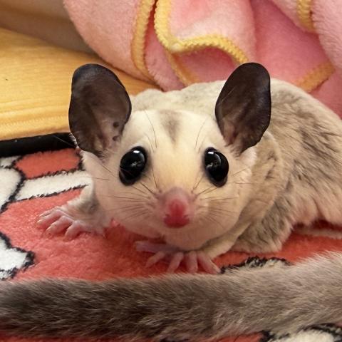 フクロモモンガ プラチナホワイトフェイス